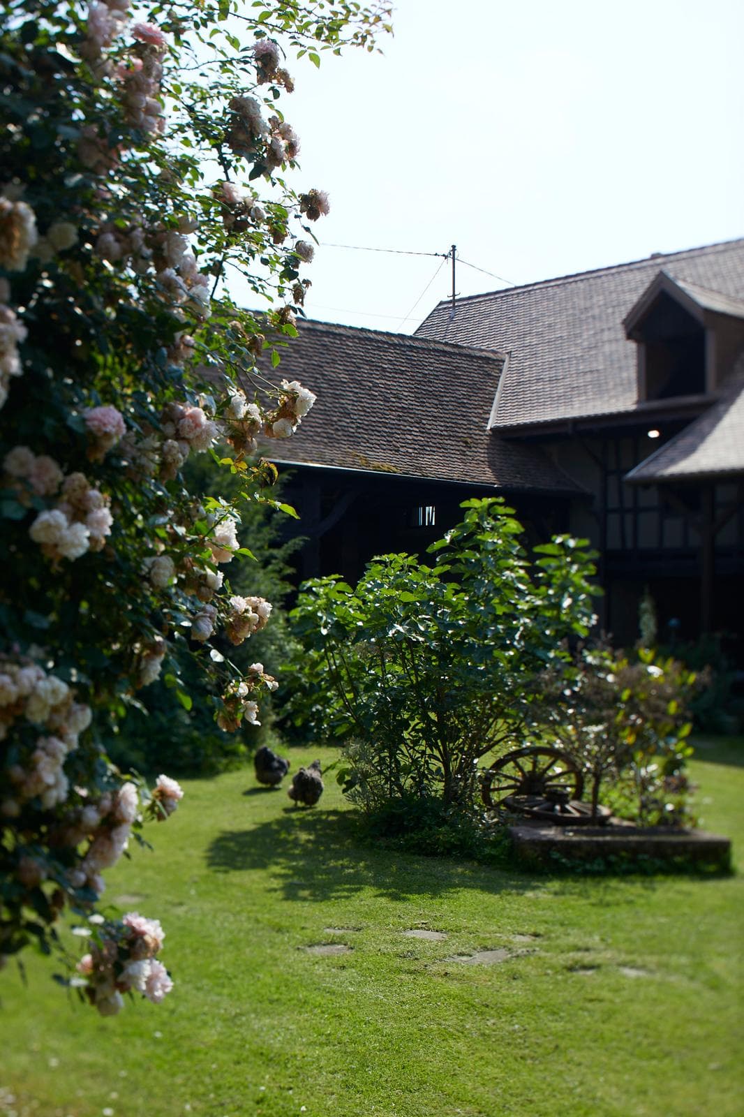 Jardin paysager avec rosier grimpant et vue sur grange