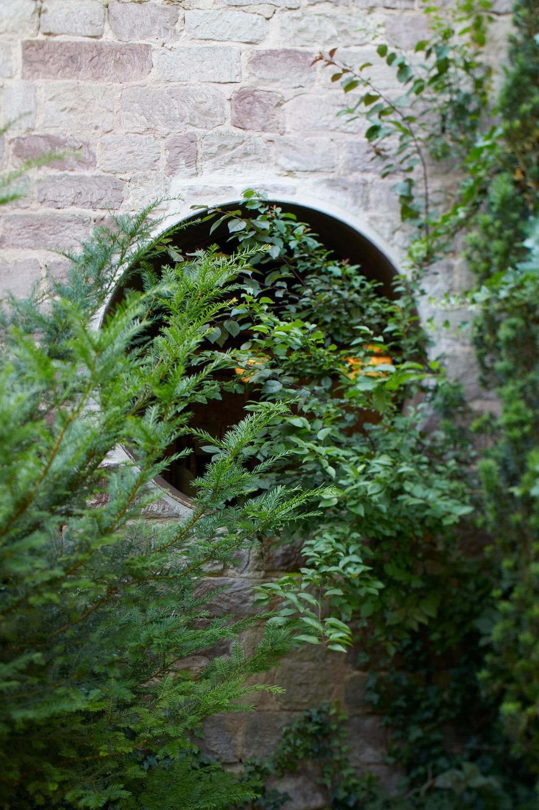 Œil-de-bœuf en pierre dans un mur ancien végétalisé